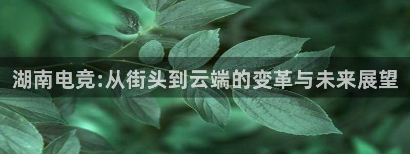 乐鱼电竞网站